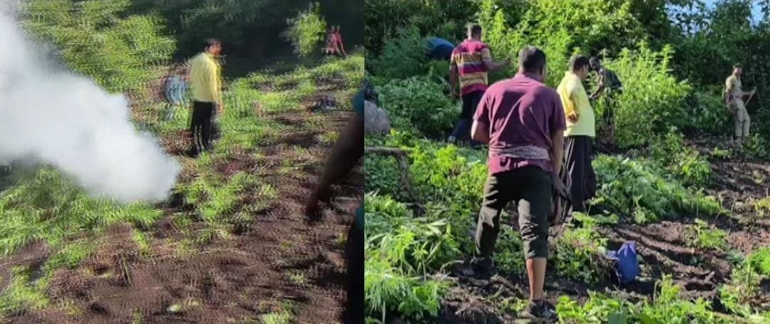 അട്ടപ്പാടിയിൽ വൻ കഞ്ചാവ് കൃഷി; എക്സൈസ് സംഘം ചെടികൾ നശിപ്പിച്ചു